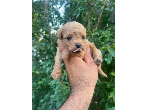 0 numara maltipoo