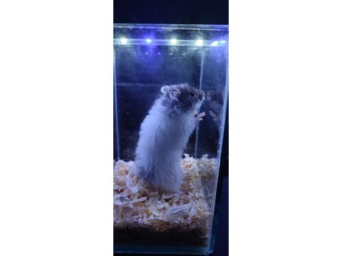 Yavru hamster