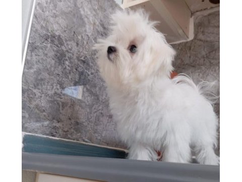 Ev üretimi kore kan, safkan maltese yavrular