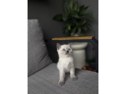 Brıtısh shorthair blue point yavrularım 