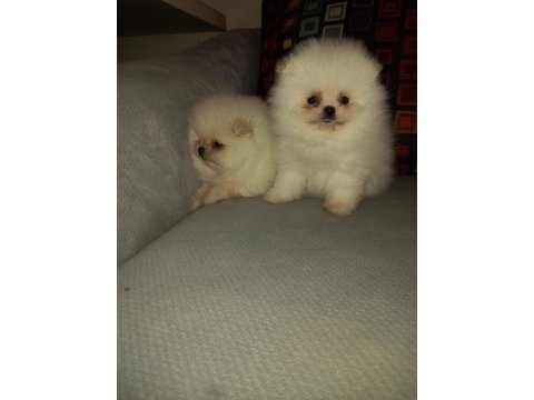 Pomeranian boo ayı surat yavrular
