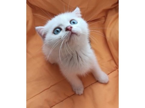 Oyuncu ve sevimli mavi boncuk scottish fold