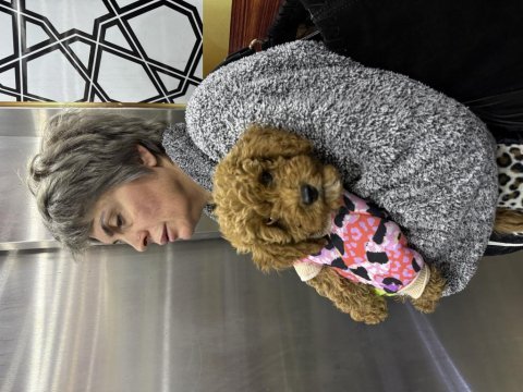 Toy poodle 3 aylık yavru