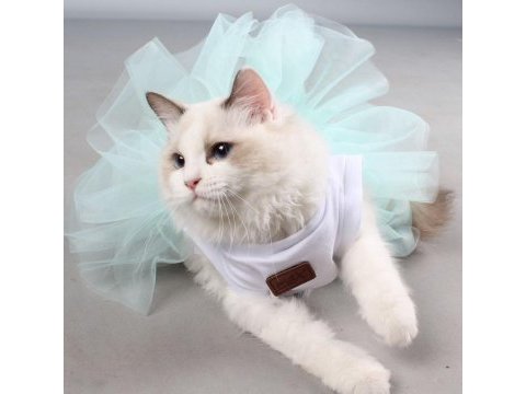 Safkan şecereli ragdoll