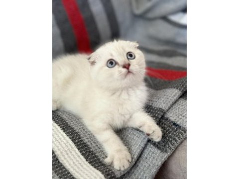 Saf kan ayı surat scottish fold yavrular