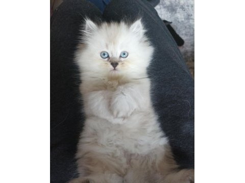 British longhair yavrumuz