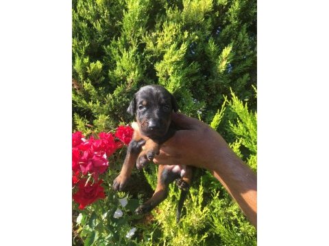 A kalite scr'li doberman yavrular