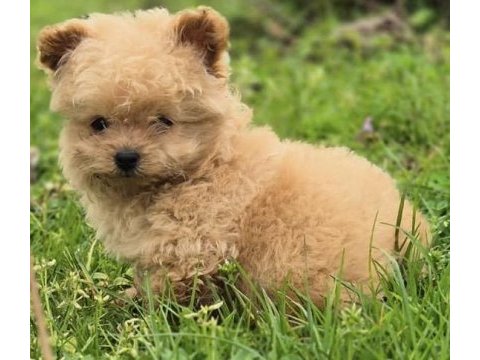 Trde nadir ırklardan muhteşem pomapoo yavrumuz