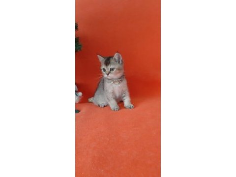 British shorthair evcilmen yavrumuz