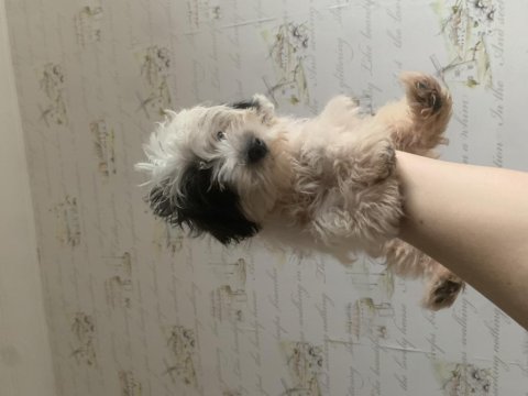 Saf kan morkie maltess 2,5 aylık erkek