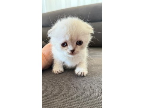 Teslime hazır mükemmel bir scottish fold ponçikler