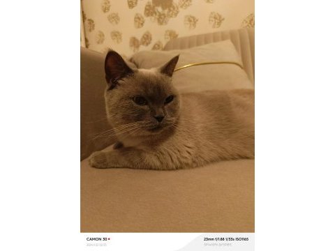 British shorthair çipi ve pasaportu vardır