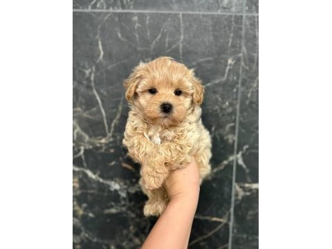Kore maltipoo