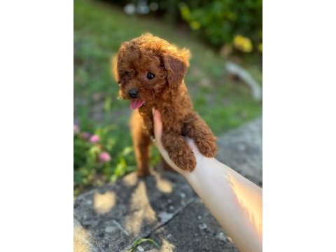 Toy poodle yavruları