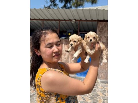 Maltipoo köpeği yavrularımız