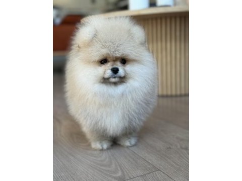 Üst düzey dişi pomeranian boo