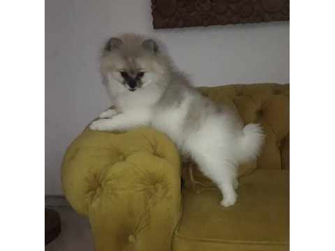 Pomeranian boo disi tea cup