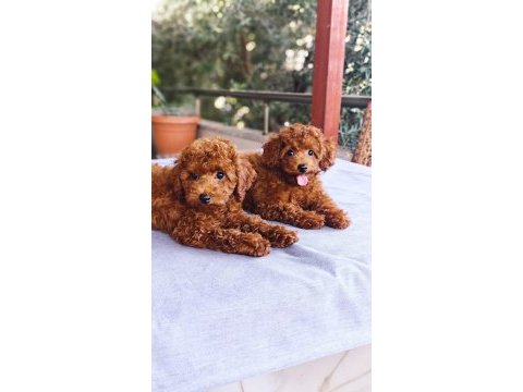 Toy poodle köpekler