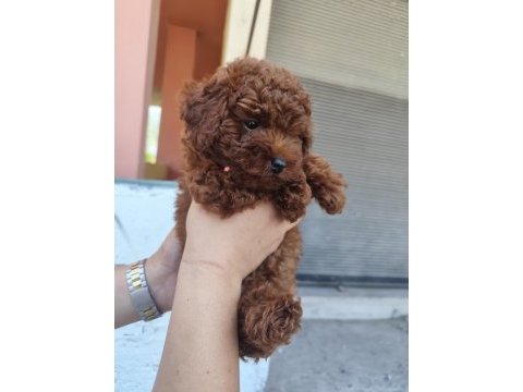 Kilo garantili kore kan red brown toy poodle yavrular