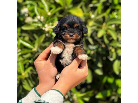 Tatlı maltipoo yavrumuz