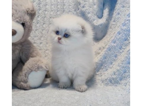 Ay yüzlü scottish fold prenses