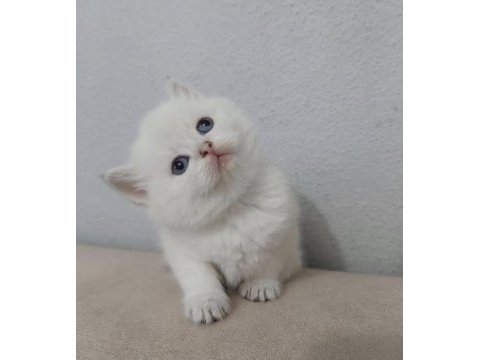 British shorthair kısa tüylü maviş