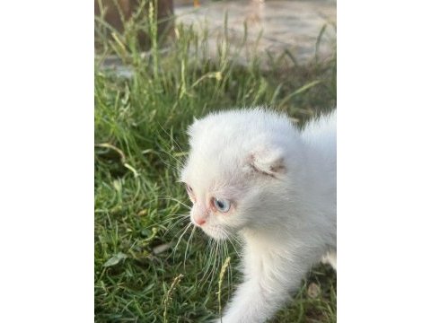 Safkan british shorthair yavrular