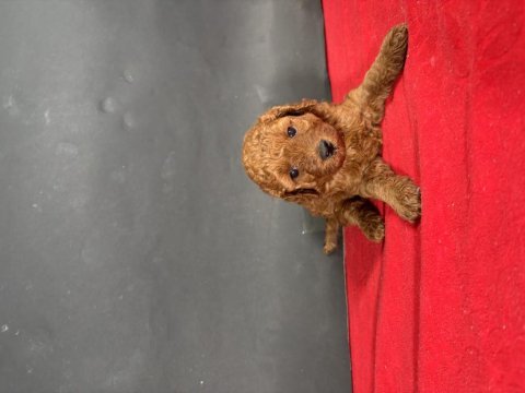 Mini boy red toy poodle yavrumuz
