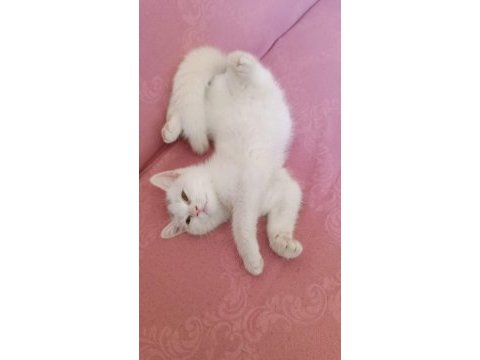 Beyaz british shorthair