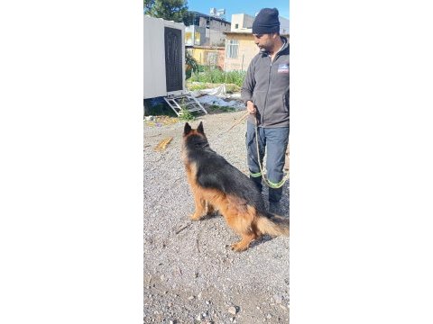 Showline longhair alman çoban köpeği