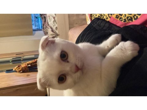 3aylık scottish kedi