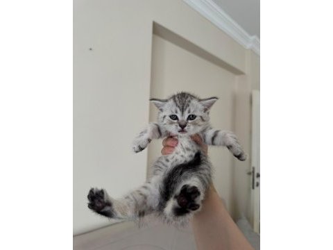 British shorthair yavrular