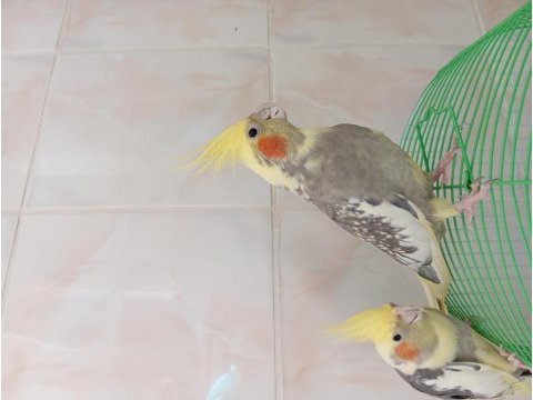 Minik sultan papağanı aşıklar
