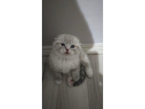50 günlük scottish fold yavrularım