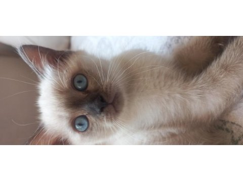 2 aylık british shorthair bebeklerimiz