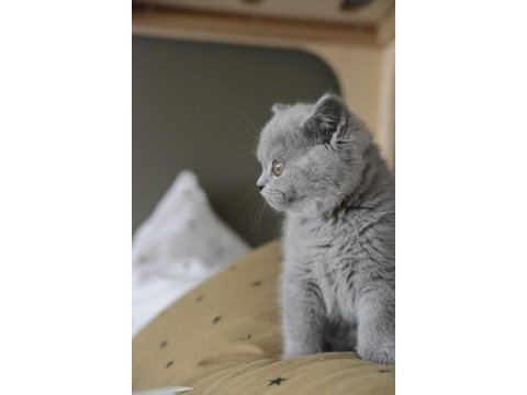 A+ a62 orjinal british shorthair yavrularımız hazır