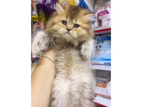 British longhair dişi golden minik aslan