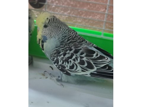 Sarı yüz show erkek muhabbet kuşu