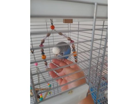 Evcil erkek jumbo muhabbet kuşu