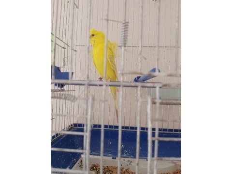 Japones dişi muhabbet kuşu