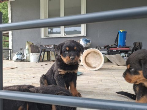 Can dostu rottweiler köpekler