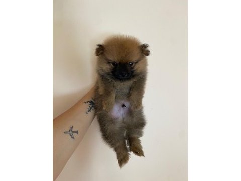 Pomeranian boo 50 günlük