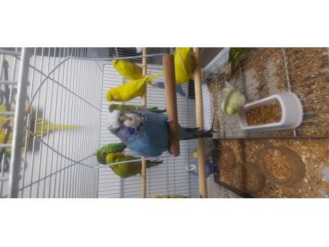 Show jumbo üst kalite mükemmel muhabbet kuşu yavruları