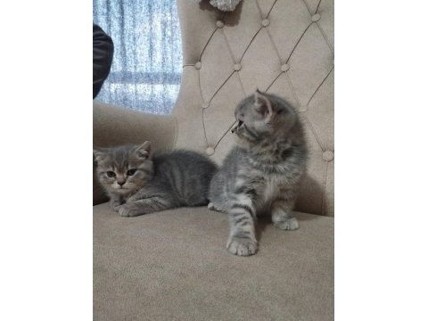 Saf cins sağlıklı british shorthair yavrular