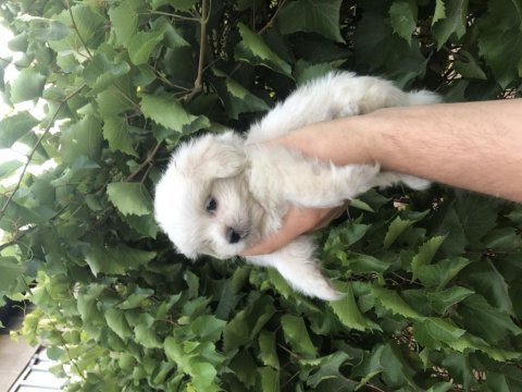 Son kalan birinci sınıf maltese terrier yavrumuz