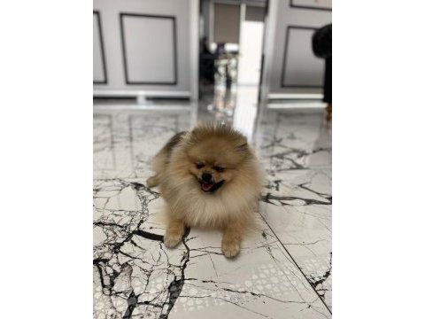 Erkek eğitimli pomeranian boo
