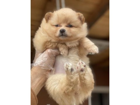 Pomeranian bebeğimiz