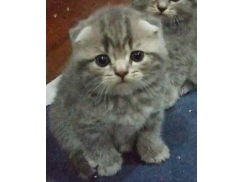 Bı lokma aşk scottish fold
