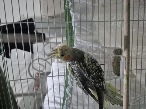 2,5 aylık sultan papağanı