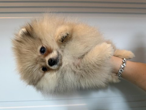 Pomeranian boo harika yavrumuz